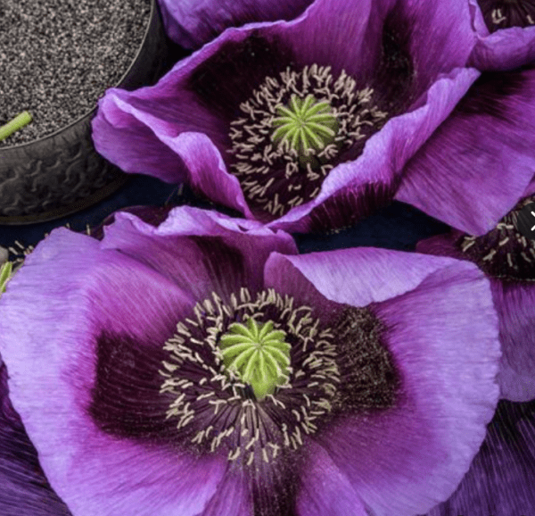 Poppy - Hungarian Blue Breadseed - Papaver somniferum (3.25" pot)